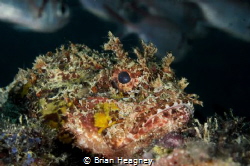 Scorpionfish rests on the edge of a reef ledge as it's pr... by Brian Heagney 